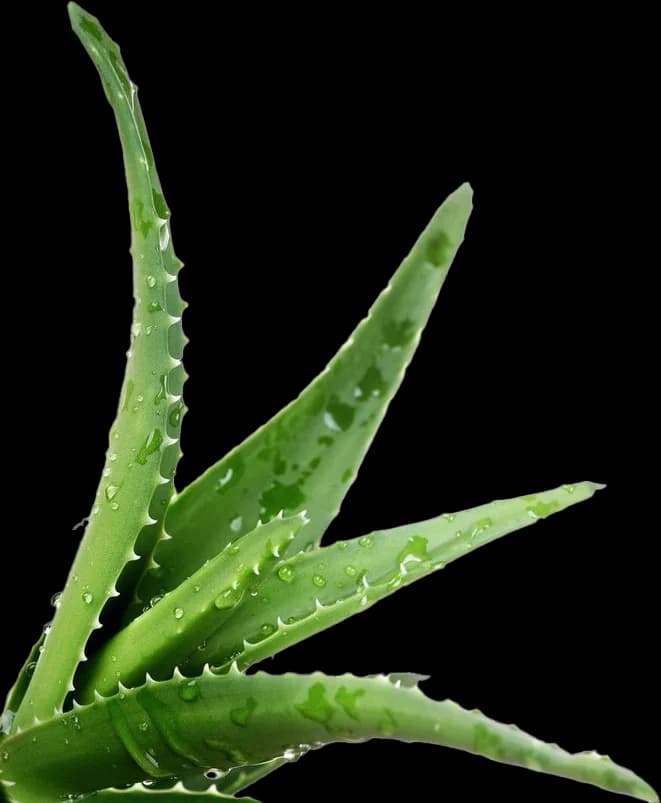 Aloe Vera Gel ingredient